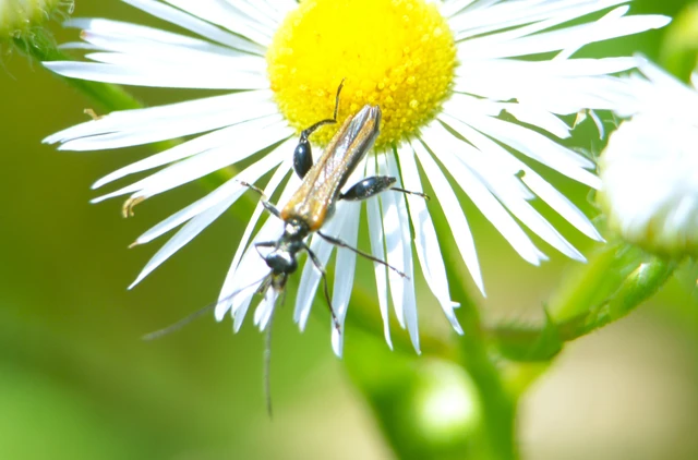 Oedemera femorata - sárgahátú álcincér