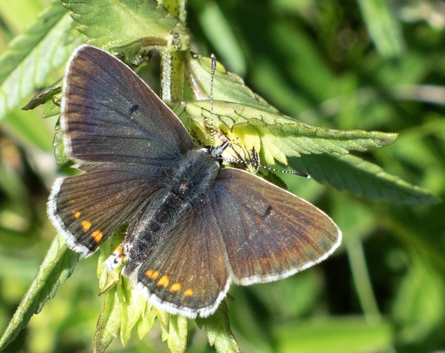 Aricia artaxerxes issekutzi - bükki szerecsenboglárka