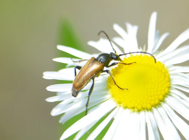 Pseudovadonia livida - barnás virágcincér