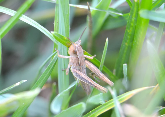 Pseudochorthippus parallelus - közönséges rétisáska