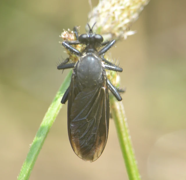 Dasypogon