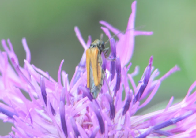 Oedemera femorata - sárgahátú álcincér