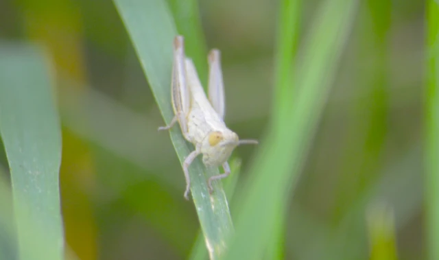 Euchorthippus