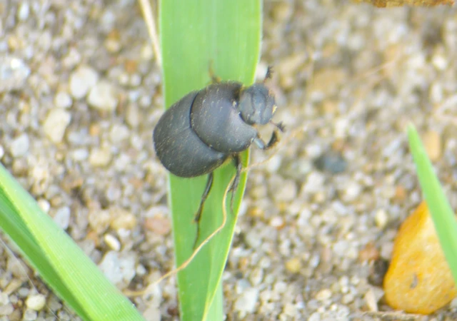 Onthophagus verticicornis - fekete trágyatúró