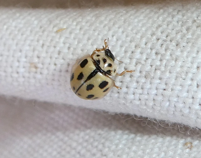 Propylea quatuordecimpunctata - tizennégypettyes füsskata