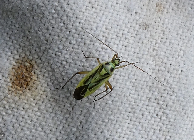 Stenotus binotatus - kétfoltos mezeipoloska
