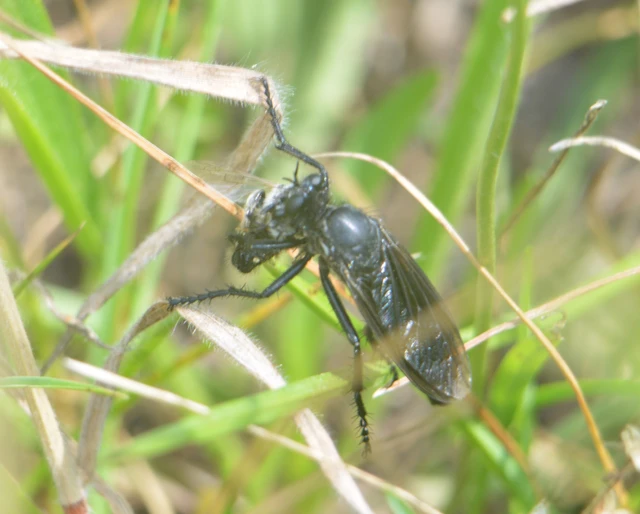 Dasypogon