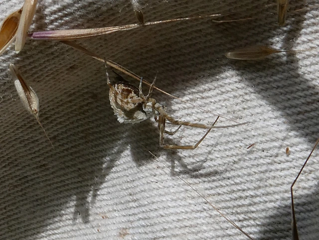 Uloborus walckenaerius - derespók