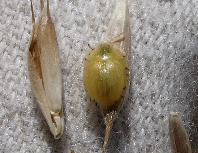 Cassida Cassida