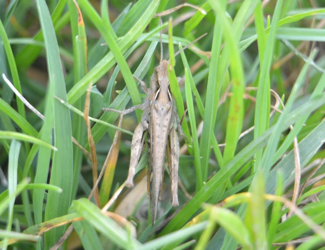 Chorthippus brunneus - közönséges tarlósáska