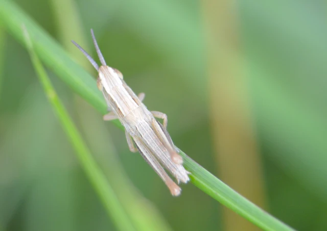 Euchorthippus