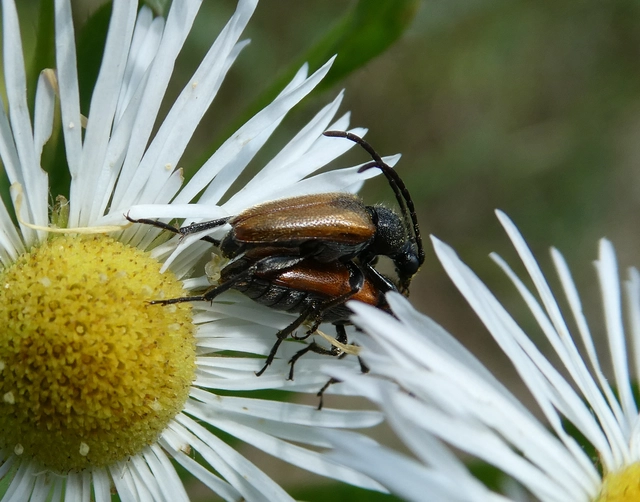 Pseudovadonia livida - barnás virágcincér