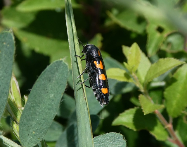 Ptosima undecimmaculata - sárgafoltos díszbogár