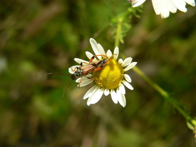 Stenopterus rufus - tarkacsápú keskenyfedőscincér