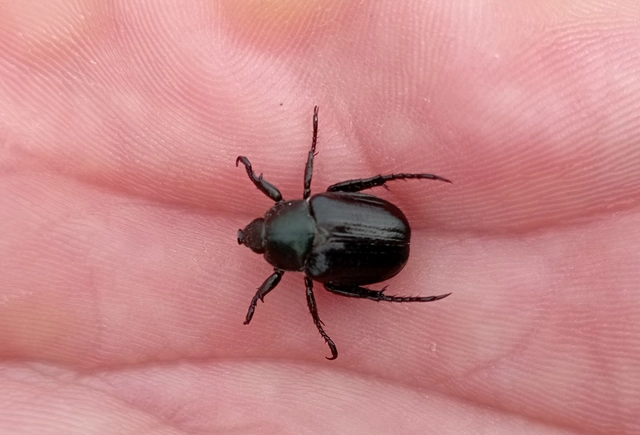 Anisoplia lata - széles szipoly Anisoplia lata - széles szipoly