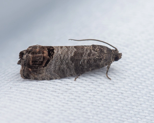 Cydia pomonella - almamoly