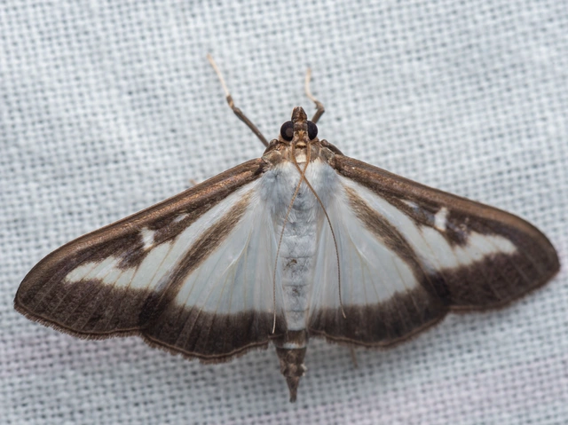 Cydalima perspectalis - puszpáng-tűzmoly