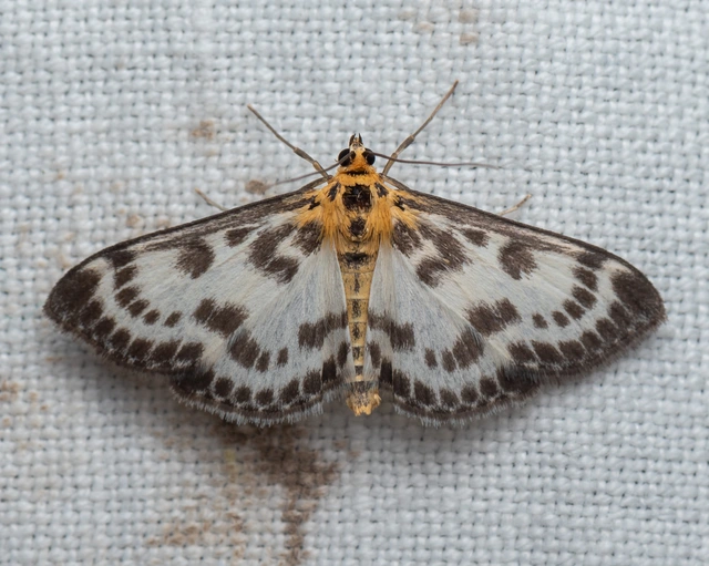 Anania hortulata - tarka csalánmoly