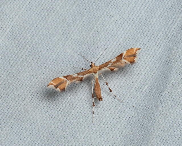 Cnaemidophorus rhododactyla - rózsabogyó-tollasmoly