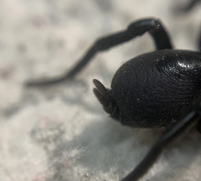 Atypus affinis - tölgyes torzpók