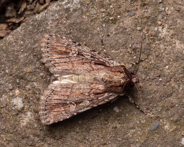 Dichagyris signifera - pompás földibagoly