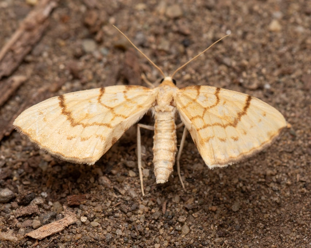 Eulithis pyraliata - sárga galajaraszoló