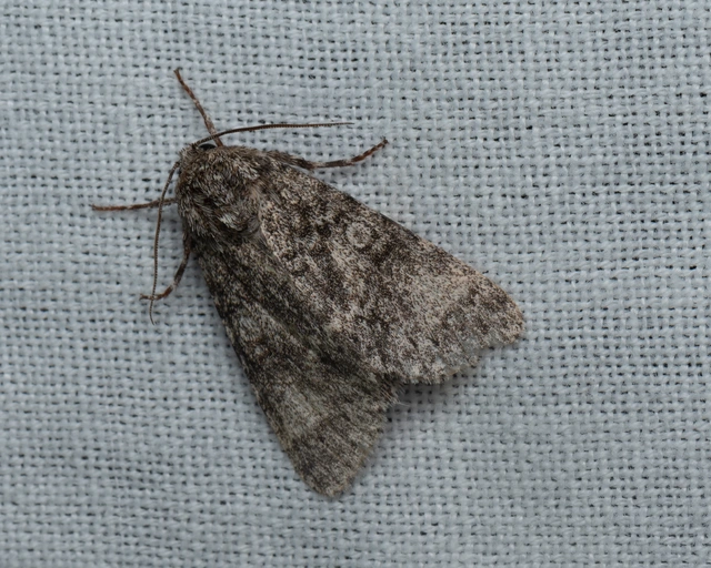 Acronicta megacephala - nagyfejű szigonyosbagoly