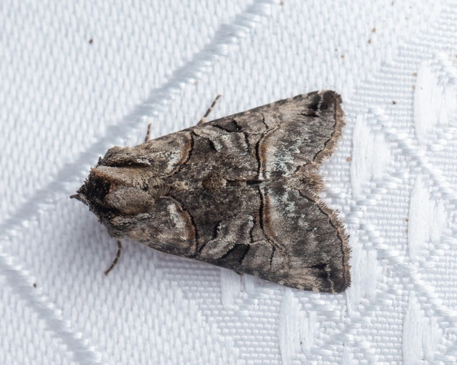 Abrostola tripartita - szürkeövű csalánbagoly