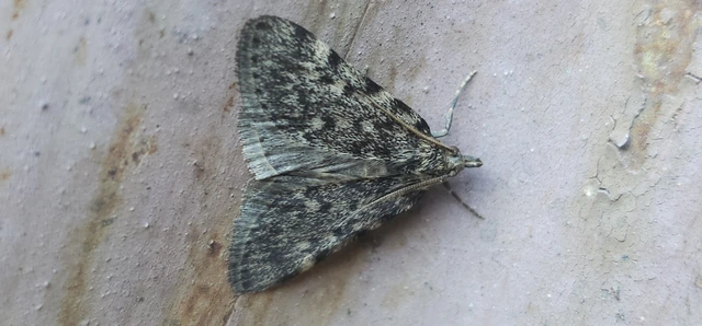 Aglossa pinguinalis - zsiradékmoly