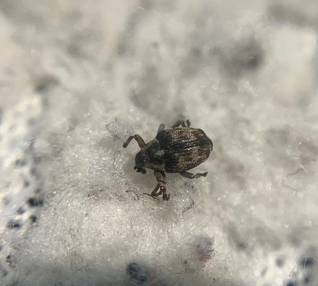 Coeliodes rana - cser-gömböcormányos