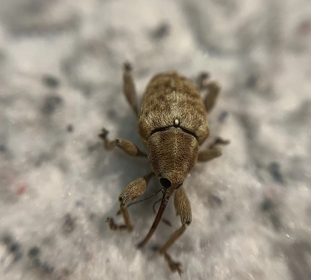 Curculio pellitus - makklikasztó zsuzsóka