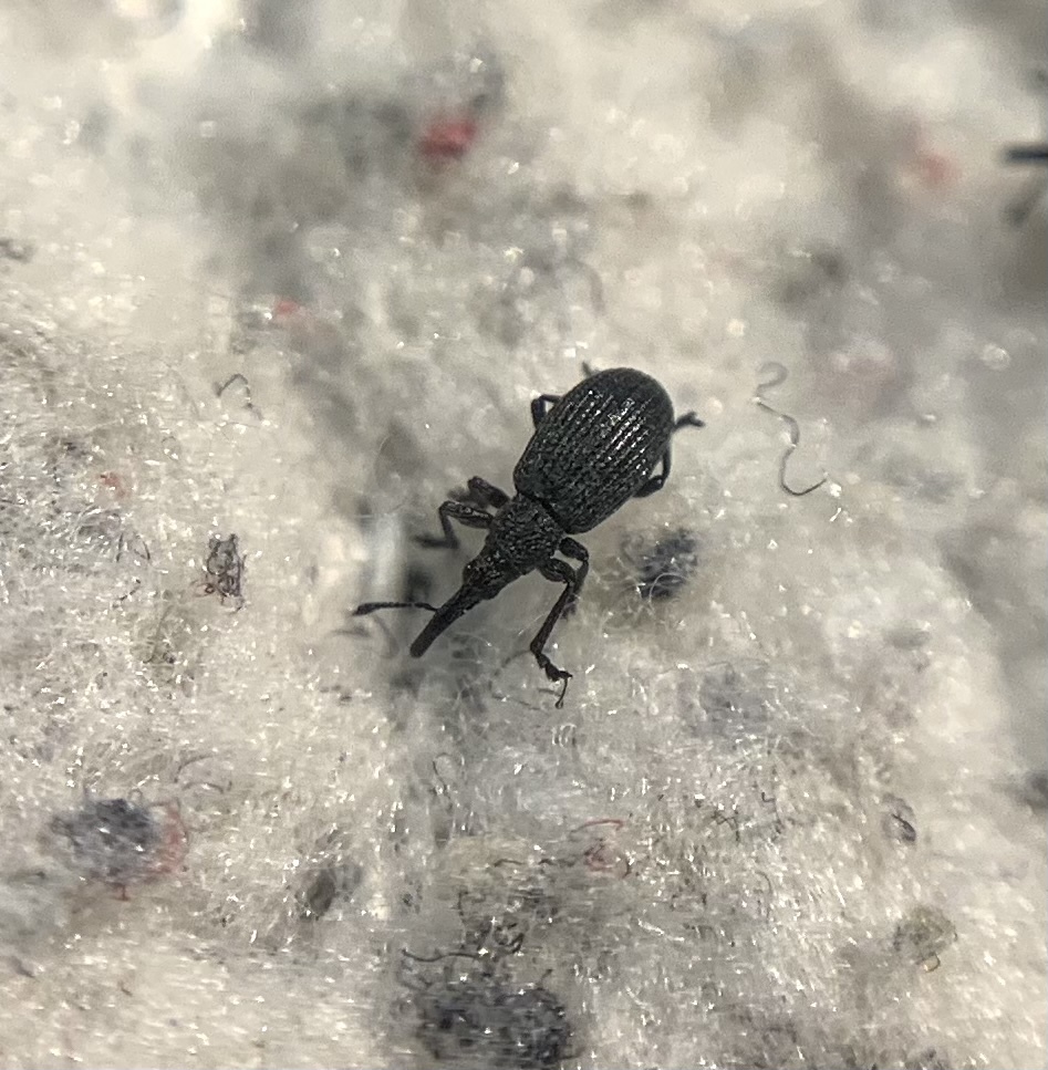Ischnopterapion loti - szarvaskerep-cickányormányos