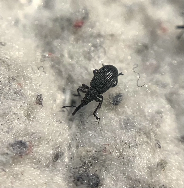 Ischnopterapion loti - szarvaskerep-cickányormányos