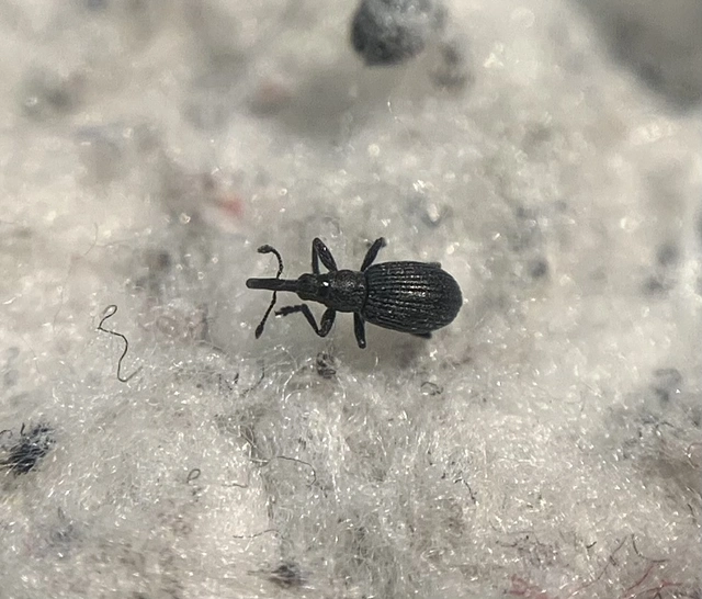 Ischnopterapion loti - szarvaskerep-cickányormányos