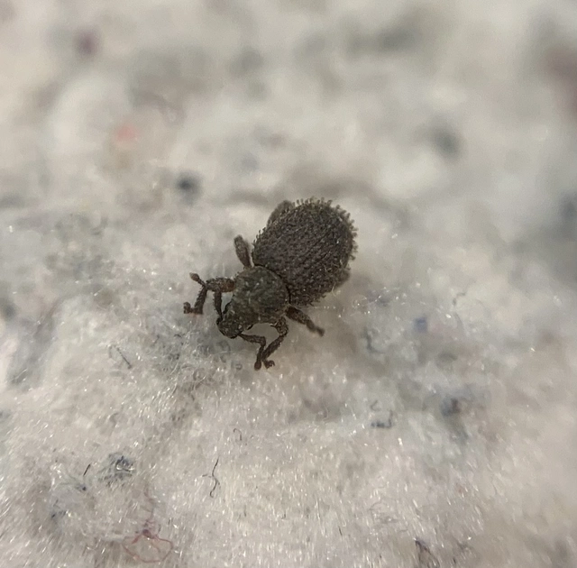 Cathormiocerus aristatus - szálkás éjiormányos