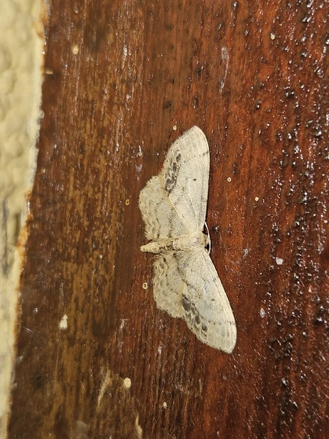 Idaea dimidiata - gyakori apróaraszoló
