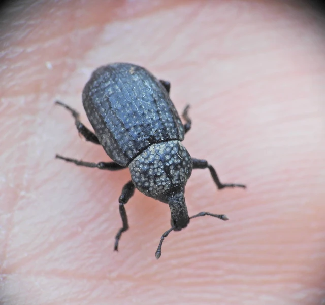 Minyops variolosus - nyugati bordásormányos