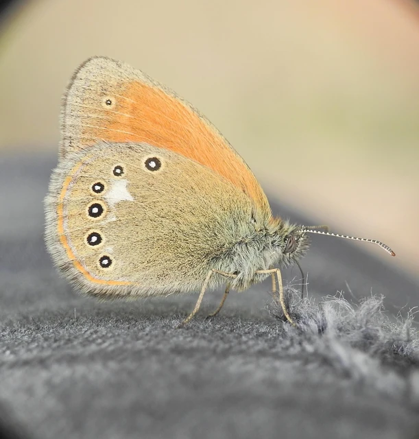 Coenonympha glycerion - közönséges szénalepke