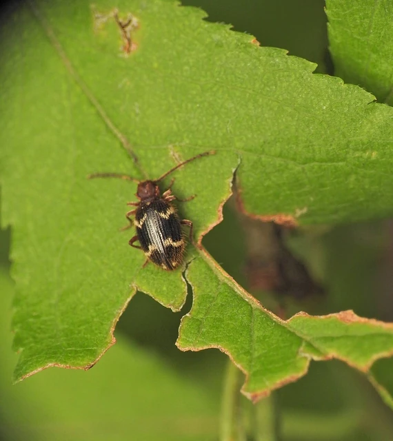 Ptinus rufipes - vöröslábú tolvajbogár