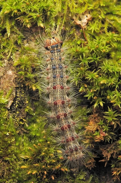 Lymantria dispar - gyapjaslepke