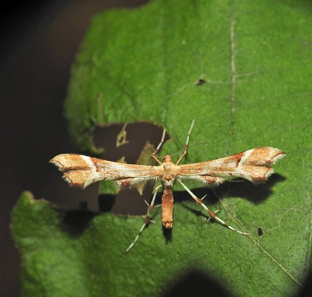 Cnaemidophorus rhododactyla - rózsabogyó-tollasmoly