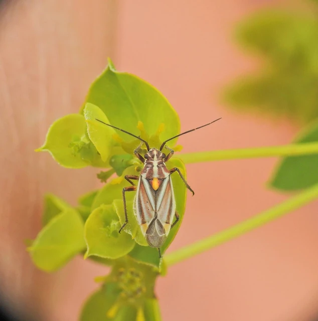Heteroptera - Poloskák