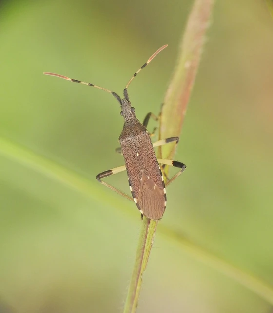 Heteroptera - Poloskák