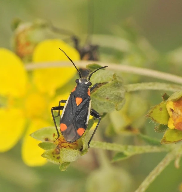 Heteroptera - Poloskák