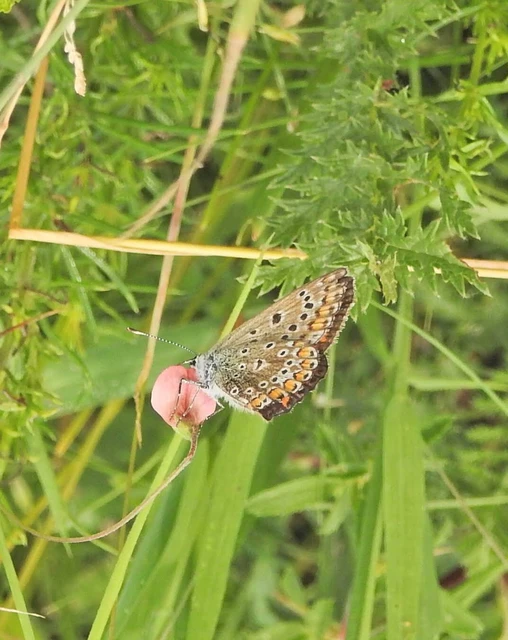 Polyommatus icarus - közönséges boglárka