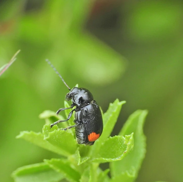 Cryptocephalus biguttatus