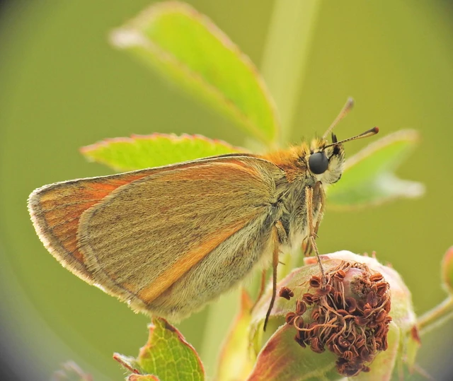 Thymelicus lineola - vonalas busalepke