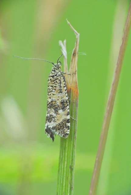 Tortricidae - sodrómolyfélék