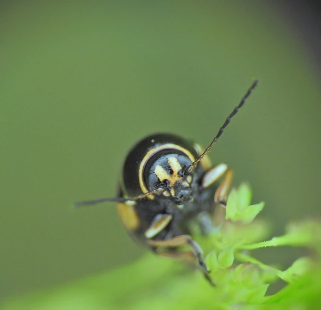 Cryptocephalus moraei - közönséges zömökbogár
