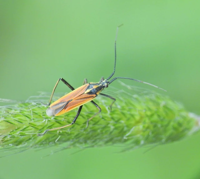 Heteroptera - Poloskák